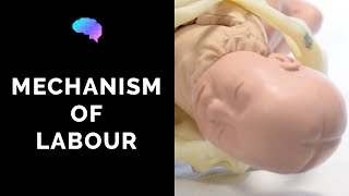 Mechanism of Labour amp Fetal Positions  OSCE Guide  UKMLA  CPSA [upl. by Anton]