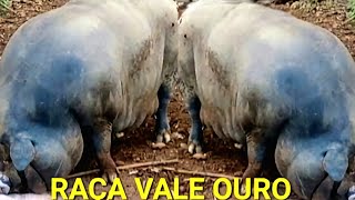 PORCO CARUNCHO RAÇA ANTIGA VALE OURO EM EXTINÇÃO [upl. by Tami]