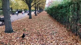 autumn in Regents Park London October 2024 autumn seasons sun parks trails rspb trees [upl. by Pontius]