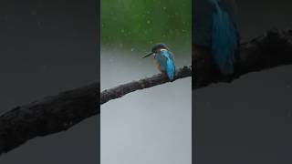 The Majestic Kingfisher A Glimpse Into Its Beauty wildlifefilming birds naturephotography [upl. by Sascha]