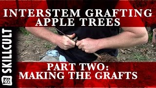 Grafting Dwarf Interstem Apple Trees 23 Grafting the parts together [upl. by Ackerman602]