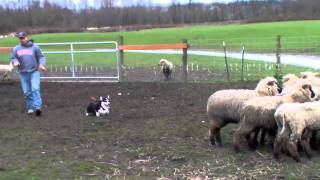 Royston Corgi  Herding Sheep [upl. by Hutson]