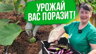 Правильная посадка рассады баклажанов в грунт Новые и урожайные сорта баклажанов [upl. by Colon672]