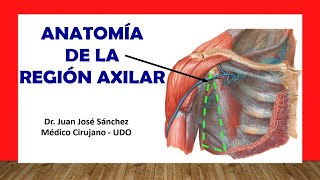 🥇 REGIÓN AXILAR  Fosa Axilar Anatomia Fácil y Sencilla [upl. by Avek]