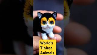 Worlds Tiniest Animals TinyAnimals CuteAnimals [upl. by Rovelli383]