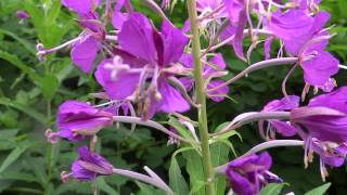 Fireweed Epilobium Angustifolium  Great Willowherb  20130713 [upl. by Ardnal]