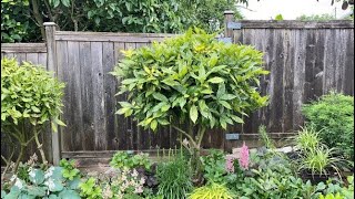 Pruning a Tree Formed Aucuba Japonica Gold Dust Plant  July 8 [upl. by Dnartreb]