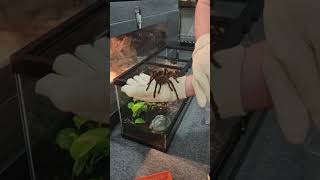 Rehousing my Theraphosa stirmi Tarantula Stacey [upl. by Nemzaj547]