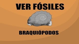 Braquiópodos  brachiopoda   Ver Fósiles [upl. by Enrique]