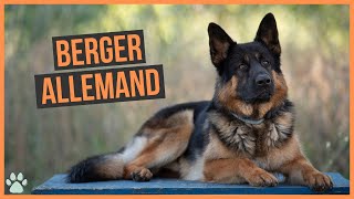 La race de chien Berger Allemand [upl. by Yessydo898]