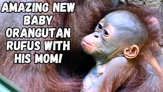 Amazing Baby Orangutan Rufus 🦧 How Is He Doing [upl. by Ruckman298]