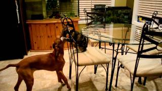 Rhodesian Ridgeback playing with cat [upl. by Caruso]