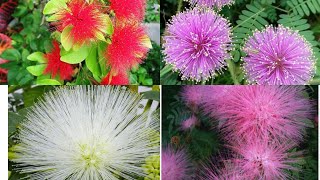 198Powder puffcalliandra plant red flower powder puff growing method [upl. by Kamila]