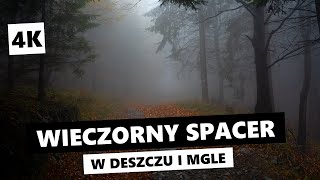 Wieczorny spacer przez mglisty las w deszczu 4K  dźwięki natury relaks las wieczór deszcz [upl. by Chandler]