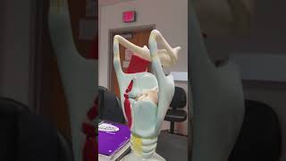 Anatomy Trachea Model [upl. by Wilbur]