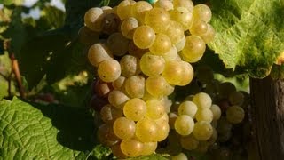 Moezelwijn  wijnbouw aan de Moezel  Duitsland  Wijn  Riesling  BernkastelKues  Cochem  Trier [upl. by Ruhtracm]