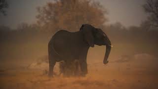 Disneynature Elephant Herd Needs To Drink Movie Clip  ScreenSlam [upl. by Euseibbob]