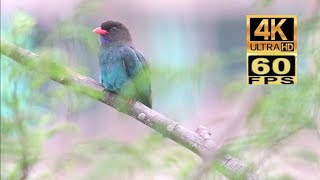 4K60 香港稀有過境遷徙雀鳥  佛法僧 三寶鳥 Rare Transit Migrant Birds in Hong Kong  Oriental dollarbird [upl. by Tressa]