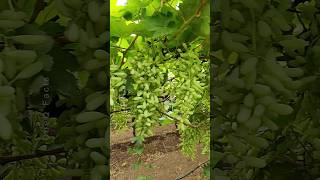 Grow Grapes Plants at Home 🍇 Using Aloevera plants garden farming shorts [upl. by Oralie]