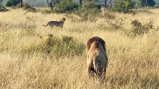 LION vs CHEETAH  WILD DOGS vs BABOON [upl. by Yekcor]