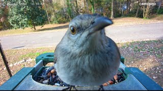 Northern Mockingbird  5 Dec 2024  Irmo SC [upl. by Ahset]