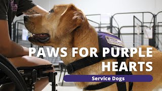 Paws for Purple Hearts  Service Dogs [upl. by Farly]