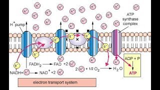 BIOENERGITICS Session 3Bio Energetics part3 [upl. by Kapeed]