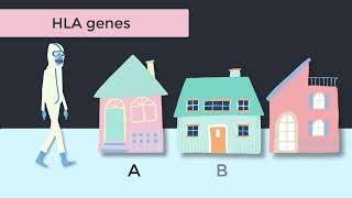 HLA Genes amp Molecular Typing Immunology Tutorial [upl. by Etka]