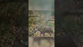 This Buck Took Off hunting whitetaildeer bucks [upl. by Oicatsana]