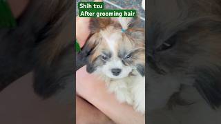 Shih tzu dog sijudogyoutubeshortsshortsviralvideo [upl. by Inihor]