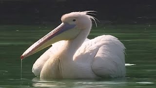 Rosy PelicanPelecanus onocrotalus [upl. by Errol]