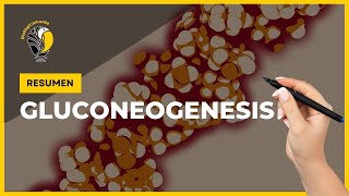 GLUCONEOGENESIS  Resumen 👍 [upl. by Kornher]