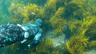 snorkelling for Abalone on the East Coast of Tasmania [upl. by Reemas]