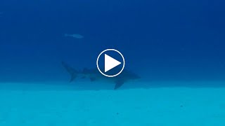 La peur de ma vie un requin bouledogue nous fait une surprise incroyable lors dune plongée [upl. by Norda415]