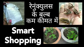 286 How to grow Ranunculus Bulbs  रेनुंक्यूलस के बल्ब कैसे लगाएंhttpsyoutuberzslORkpbks [upl. by Rratsal]