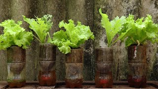 💧SelfWatering Pots From Coca Bottles  Grow Lettuce Indoors [upl. by Airoled]