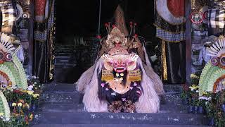 Living Tradition Witnessing the Beauty of Barong Dance in Bali [upl. by Kreiker85]