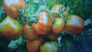 Unlock The Secrets of Heirloom Tomatoes How to Harvest Their Seeds [upl. by Whelan]