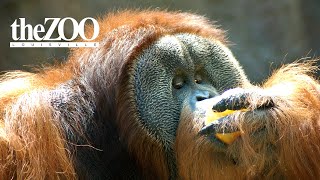 How Smart Are Orangutans [upl. by Wincer]