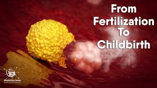 from fertilization to childbirth  3d medical animation  by Dandelion Team [upl. by Johnnie682]