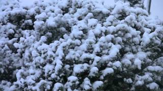 GUYRA SNOW CHASE 12 oct 2012 Rosies Diner  BP Black Mountain [upl. by Rizan]