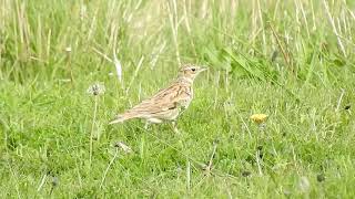 Woodlark at the Warren Spurn 8523 [upl. by Darren]