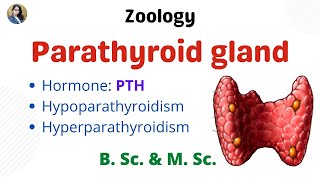 Parathyroid gland  B Sc amp M Sc  Zoology [upl. by Ahsienot594]