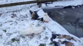 WHITE CALL DUCKS AT CHESHIRE POULTRY BANTAM DUCKS [upl. by Ainoda]