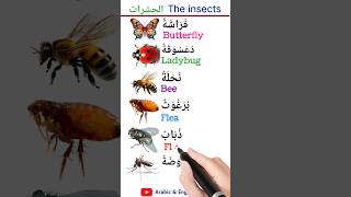 Different types of insects vocabulary اسماء الحشرات المختلفة arabic learnenglish learnarabic [upl. by Ralston660]