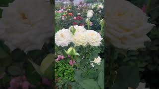 Candle Light Rose rose rosebloom rosegardens roseflowergarden garden [upl. by Jaret488]