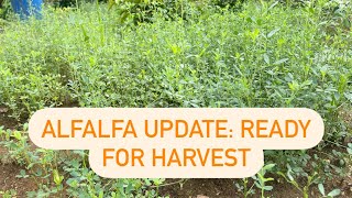 You must plant Alfalfa forage for your rabbits ❤️They love it ❤️ farming rabbit [upl. by Eeruhs]