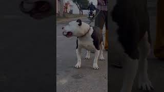 Japanese dog vs pittbull 🔥💥subscribe viral youtubeshorts youtube dog pitbull subscribe [upl. by Durwyn]