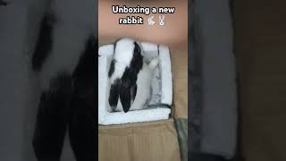 Unboxing a new rabbit 🐰🐇rabbit shorts [upl. by Drarej623]