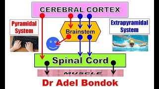 Pyramidal and Extrapyramidal Motor System and Desending Tracts Dr Adel Bondok [upl. by Panaggio729]